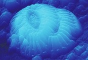 3D image of coccolith from Northern Adriatic Sea obtained with AFM 3D image of coccolith from Northern Adriatic Sea obtained with AFM