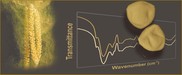 Characterization and identification of pollen by vibrational spectroscopy and chemometrics Characterization and identification of pollen by vibrational spectroscopy and chemometrics