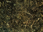 Interactions between phytoplankton and zooplankton in the pohosphate limited northern Adriatic. Integration between species and life strategy analys... Interactions between phytoplankton and zooplankton in the pohosphate limited northern Adriatic. Integration between species and life strategy analys...