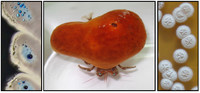 Laboratorij za molekularnu genetiku Laboratorij za molekularnu genetiku