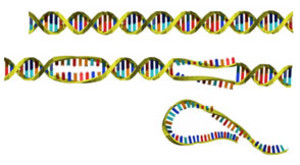 DNA