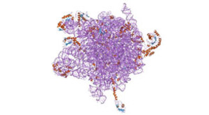 RibosomePDB_2j28_EBI