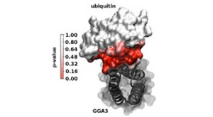 Ubiquitin