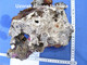 6-alga-Lithophyllum 6-alga-Lithophyllum