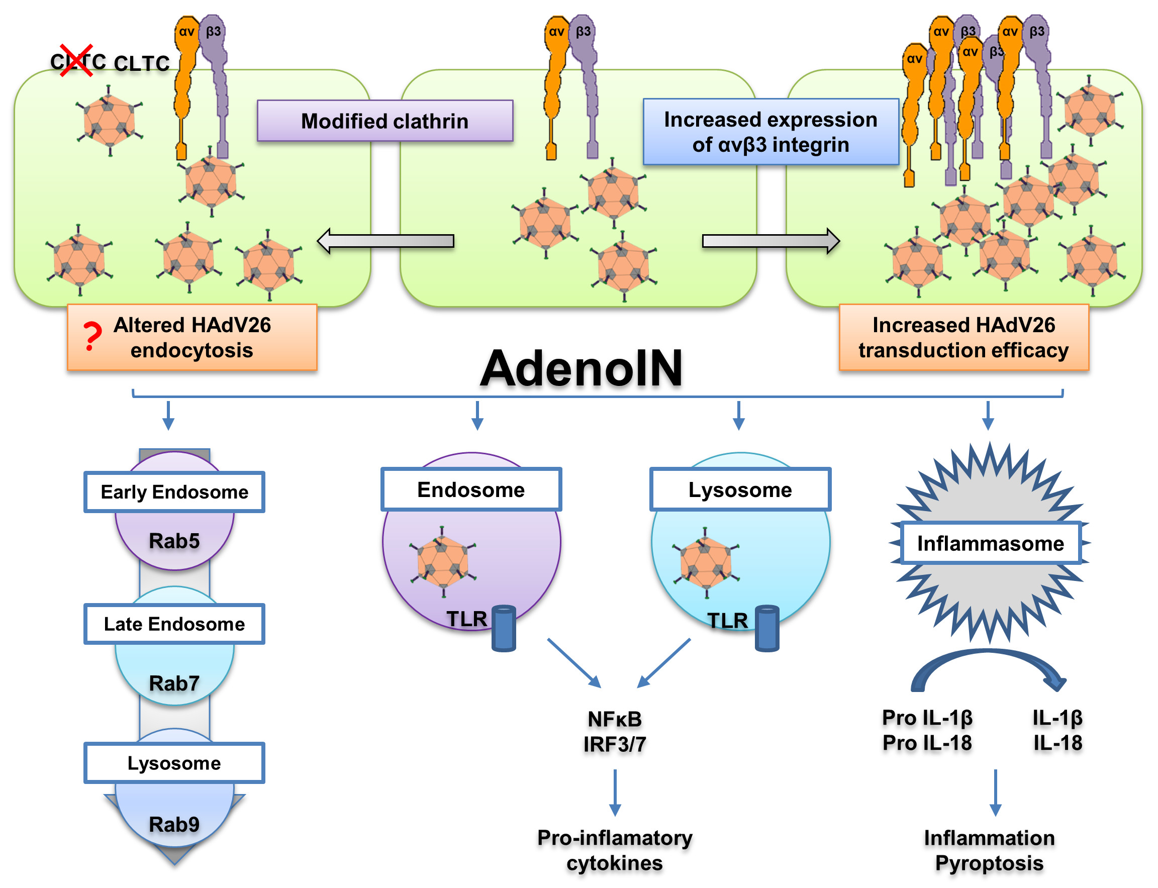 Adenovirus endocytosis and innate immune response