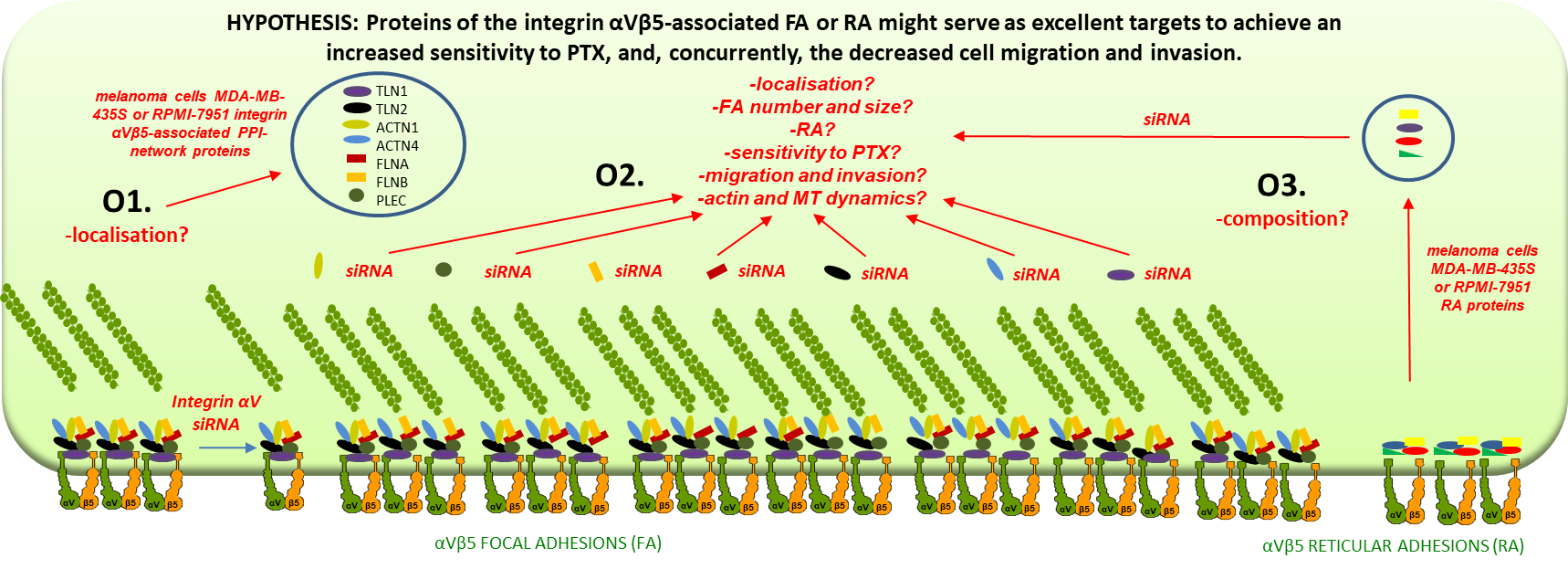 Integrin αVβ5-povezane fokalne i retikularne adhezije u melanomu (AdMeFoRe )