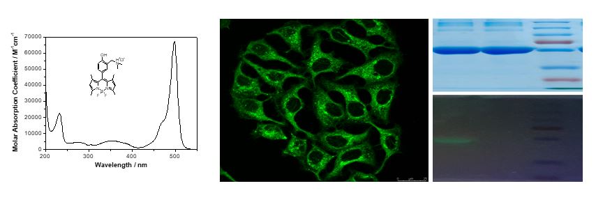 New photoactivable bodipy fluorescent label for proteins