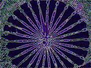 Biomineralization processes during embryonic development of marine organisms: snails, bivalves and echinoids Biomineralization processes during embryonic development of marine organisms: snails, bivalves and echinoids