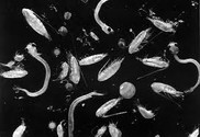 The mechanism of long-term changes in the ecosystem of the northern Adriatic The mechanism of long-term changes in the ecosystem of the northern Adriatic