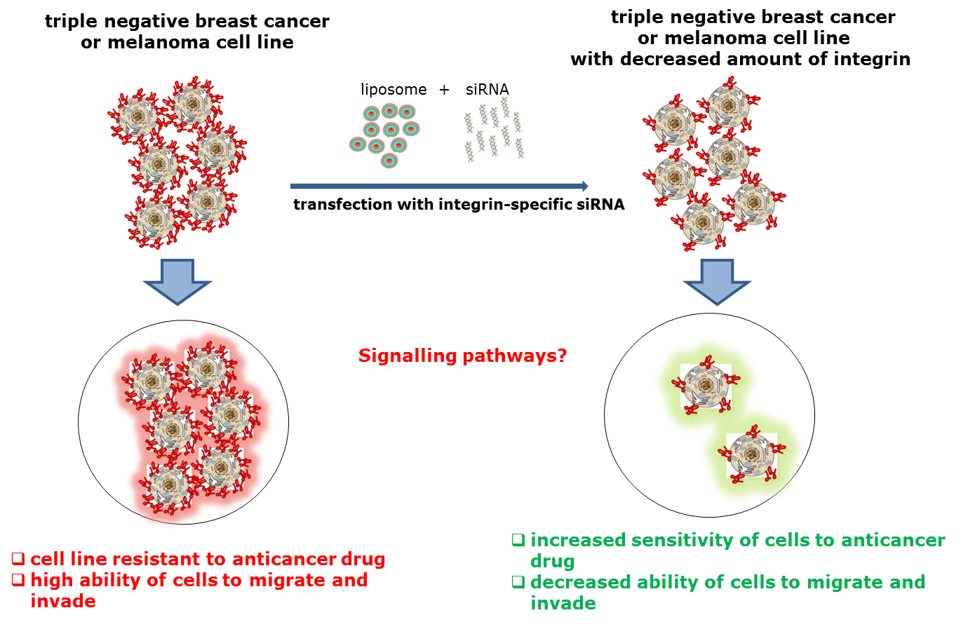 INSILCELL –  Molecular mechanisms of chemosensitisation of human breast carcinoma and melanoma cell lines by silencing of integrins