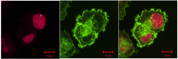 Laboratory for Molecular and Cellular Biology