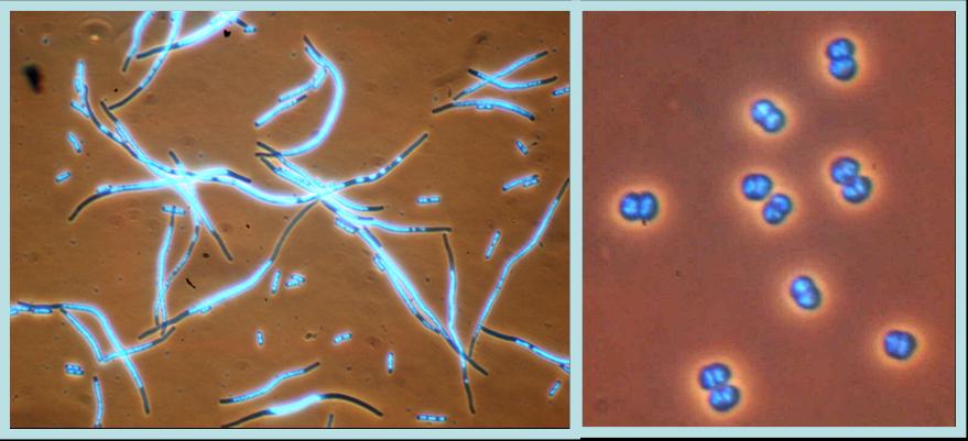 Laboratory for Molecular Microbiology