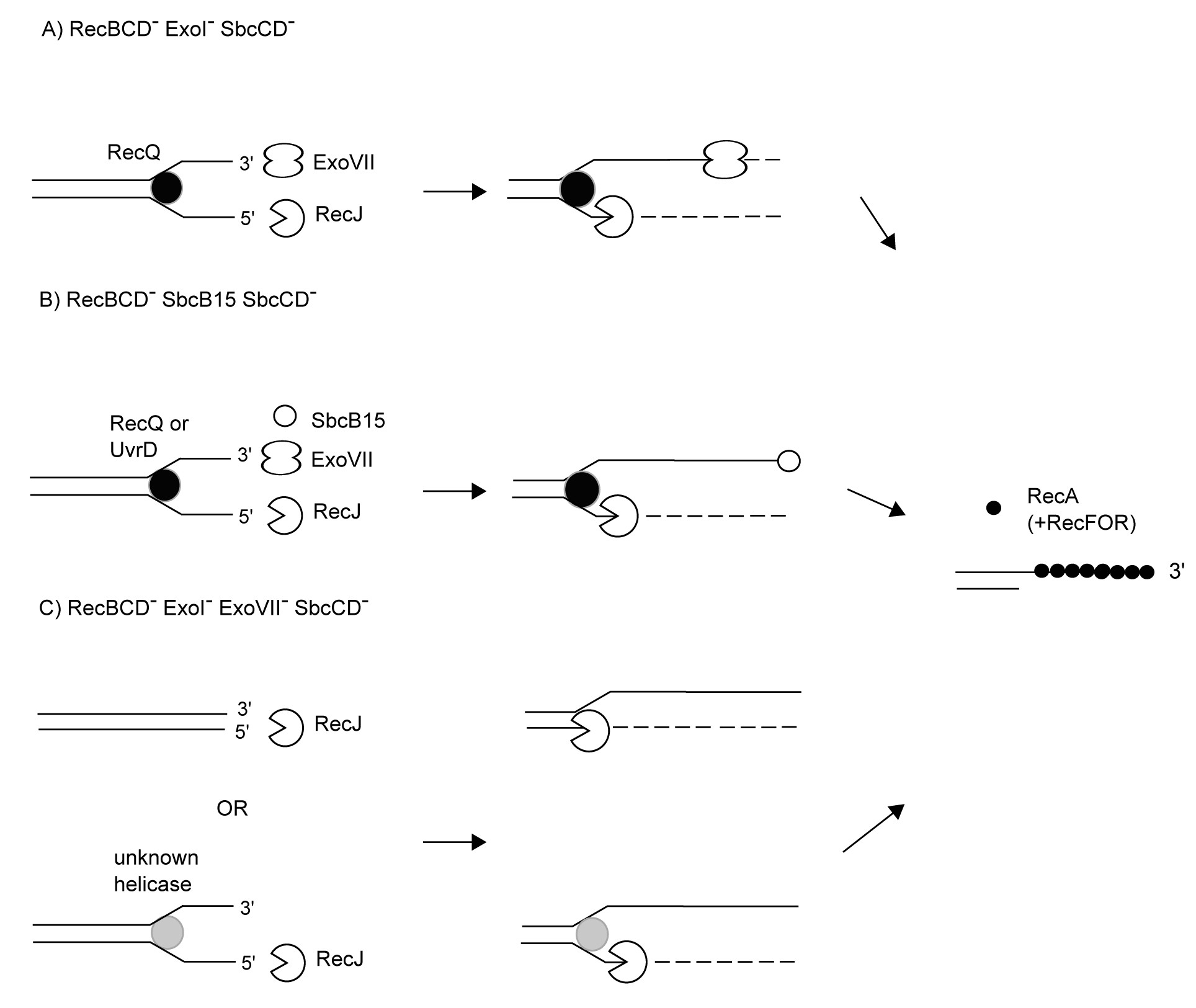 RecNewPath - DNA recombination, repair and maintenance of genome integrity: new pathways