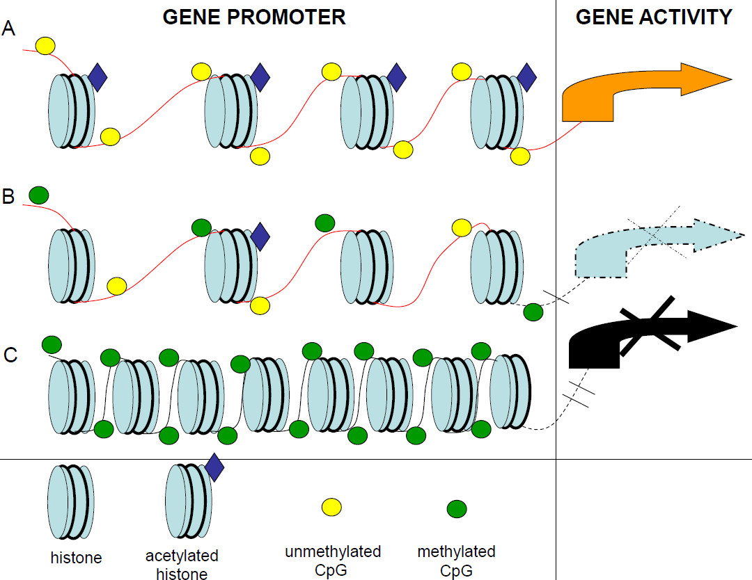 Laboratory for Epigenomics