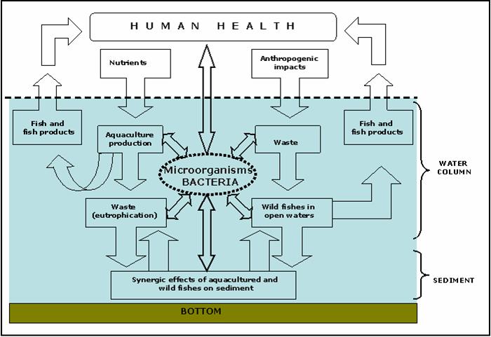 Aquatic microbial ecology  as an indicator of the health status of the environment  - AQUAHEALTH
