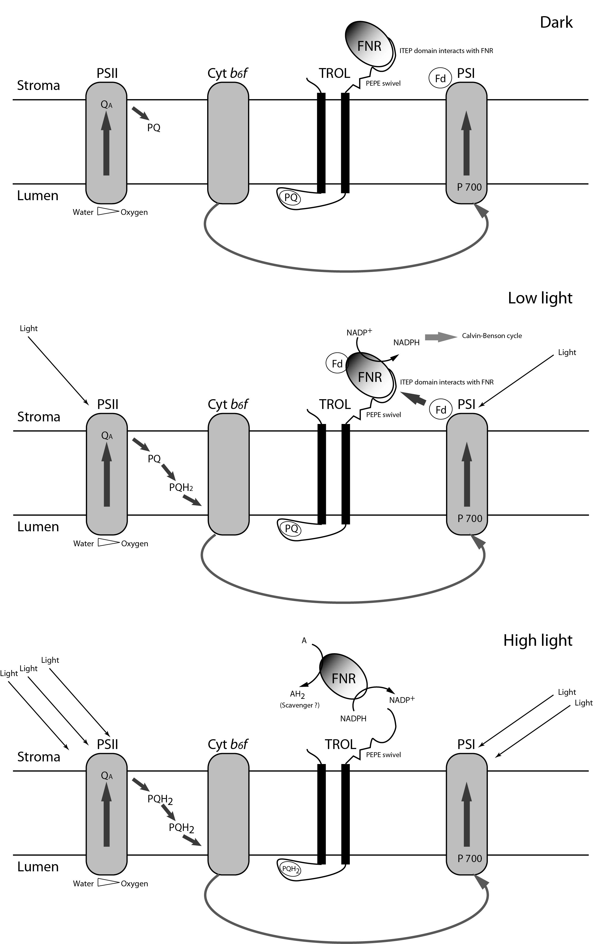 PhotoSynth: Molekularni mehanizmi alternativne raspodjele elektrona u fotosintezi