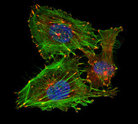 Laboratory for Cell Biology and Signalling Laboratory for Cell Biology and Signalling