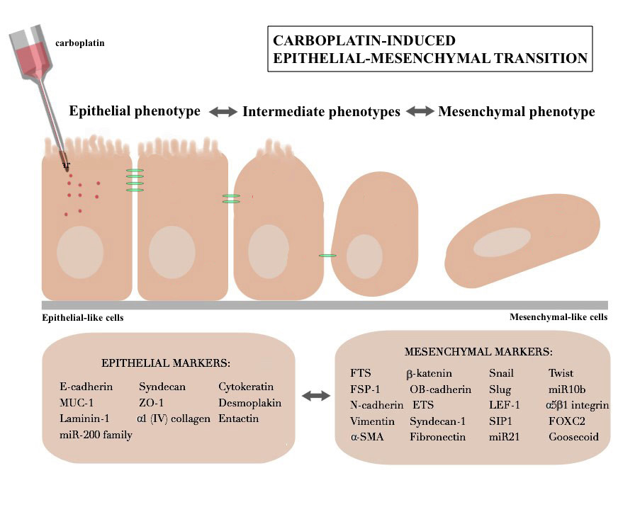 DEvOuT-Drug-induced epithelial-mesenchymal transition in ovarian cancer therapy