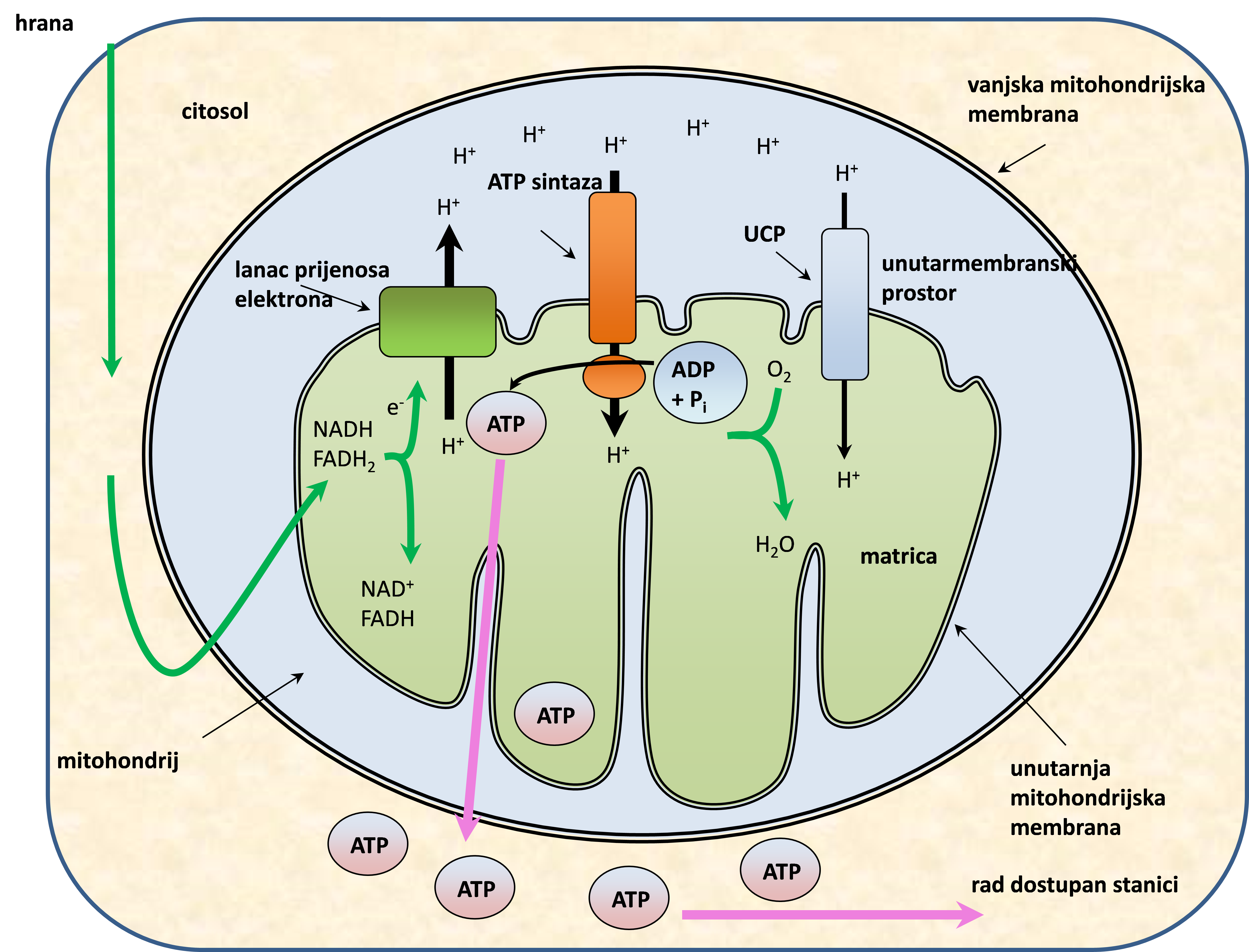 Molekularni aspekti oksidativnih procesa u stanicama