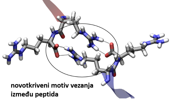 Novootkriveni motiv vezanja pozitivno nabijenih peptida u vodi