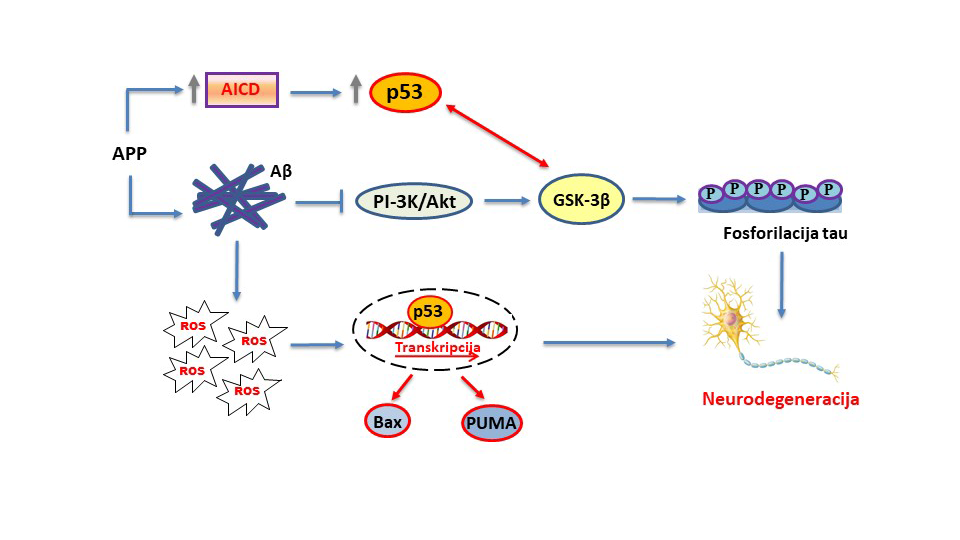 Ruđerovke dale pregled najnovijih spoznaja o uključenosti proteina p53 u razvoju Alzheimerove bolesti