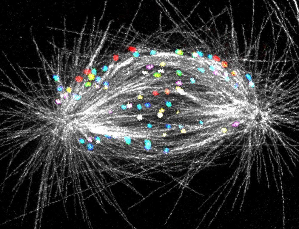 Diobeno vreteno u nastajanju snimile Isabella Koprivec i Valentina Štimac