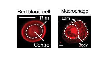 Izvor: Nature Communications 6, Article number: 8162, doi: 10.1038/ncomms9162