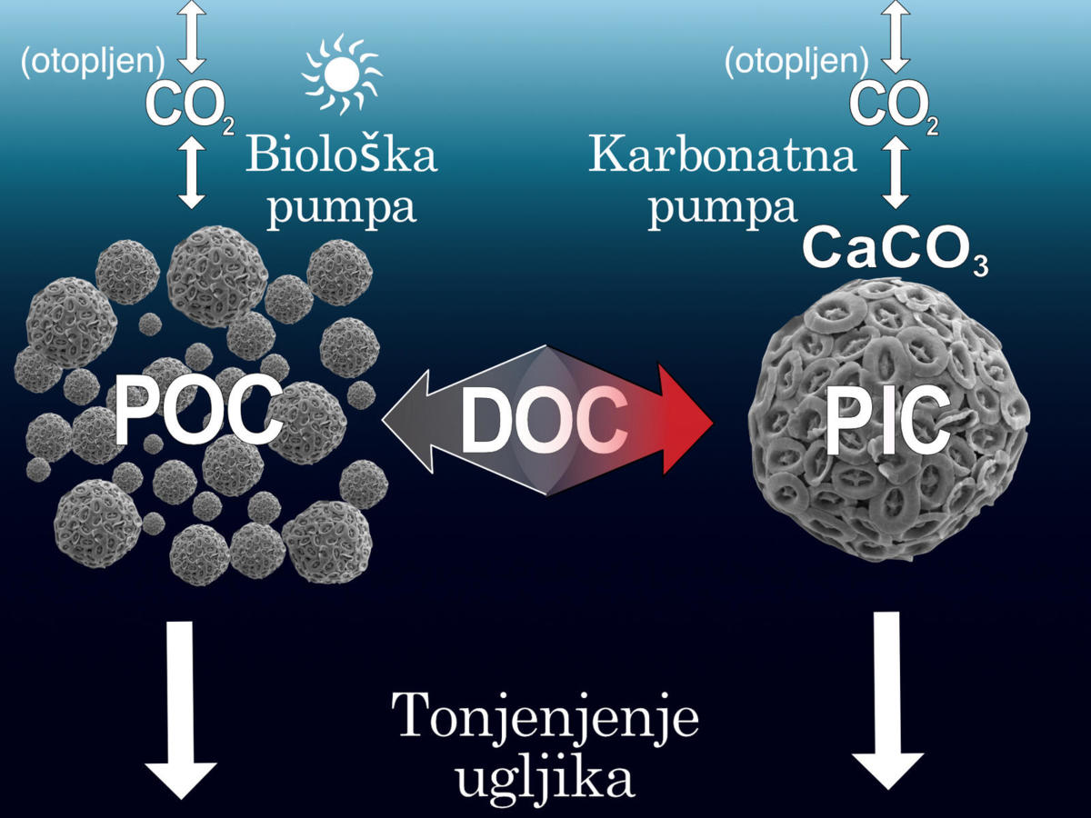 Slika prikazuje dijelove ciklusa kruženja ugljika u oceanu u kojem sudjeluju kokolitoforidi. POC (partikularni organski ugljik, eng. particulate organic...