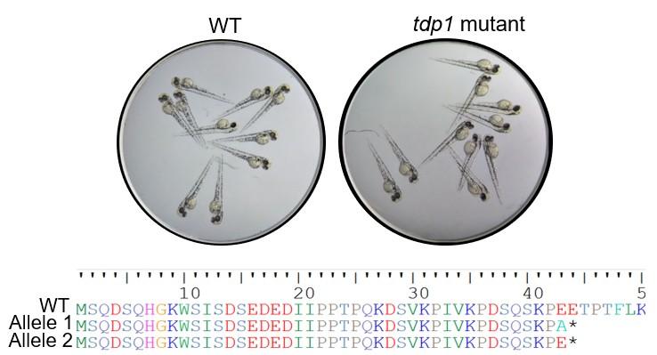 Embriji zebrice divljeg tipa (WT, Wild Type) i mutanti sa izmjenjenim tdp1 genom u kojima je pomoću CRISPR/Cas metode uvedena promjena alela.