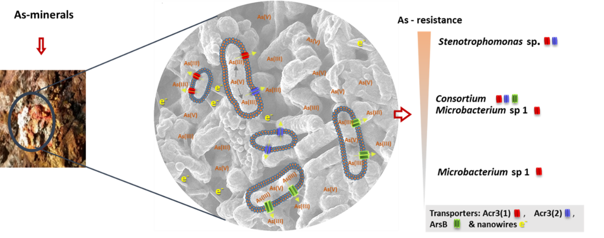 Slika 2.  U ovom grafičkom sažetku prikazuje se mjesto uzorkovanja minerala u rudniku Crven Dol (lijevo), slika bakterijskog konzorcija dobivena pretraž...