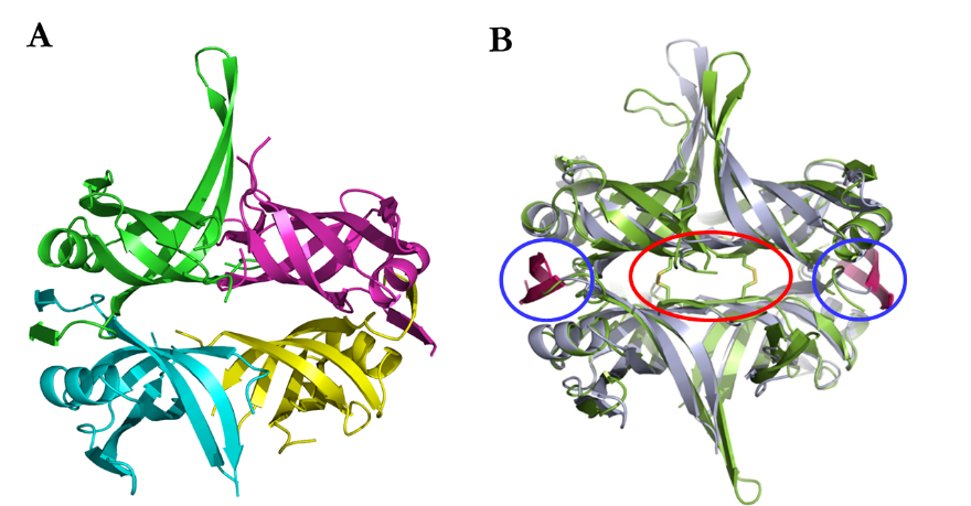 Fig. 2 A) Crystal structure of the SsbA protein (Stefanic, Vujaklija et al. 2009). B) Superposition of SsbA (grey) and SsbB (green) (Paradzik, Ivic et a...