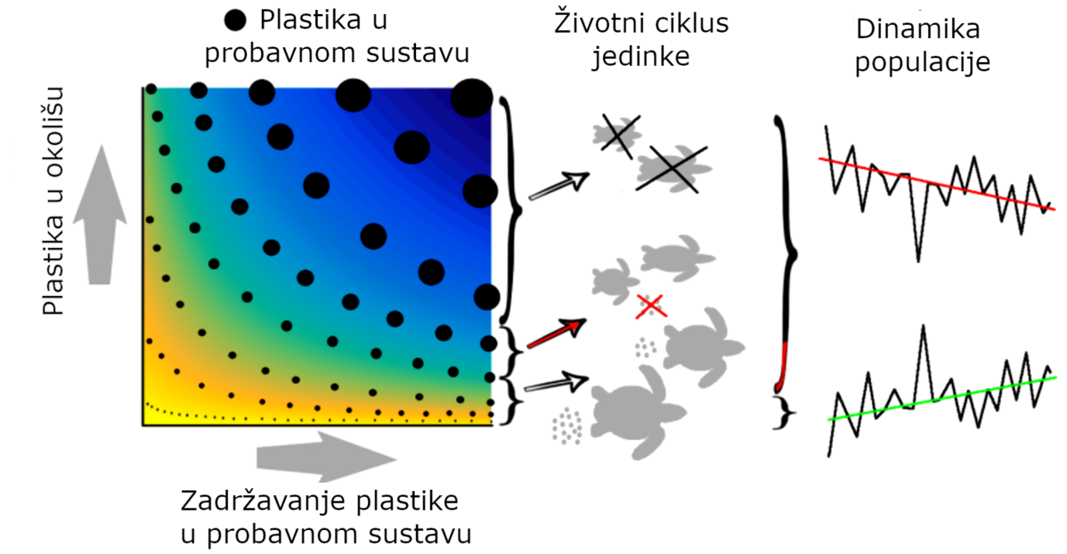 Slika: Razvijena metodologija za procjenu utjecaja progutane plastike na morske organizme (na primjeru morskih kornjača): 1. Količina plastike u probavn...