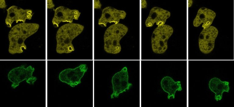 Lokalizacije fluorescentno obilježenih proteina