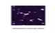 Nanoparticles in marine gel network Nanoparticles in marine gel network