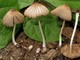 02_Galerella nigeriensis 02_Galerella nigeriensis