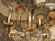 04_Conocybe caeruleobasis 04_Conocybe caeruleobasis