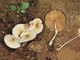 07_Conocybe thermophila 07_Conocybe thermophila
