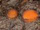 08_Scutellinia tuberculata 08_Scutellinia tuberculata
