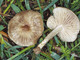 Entoloma opacum Entoloma opacum