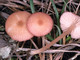 Entoloma reinwaldii Entoloma reinwaldii