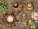 Geastrum hungaricum Geastrum hungaricum