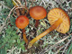 Hygrocybe calciphila Hygrocybe calciphila