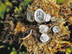 Poronia punctata Poronia punctata