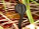 Trichoglossum_variabile Trichoglossum_variabile
