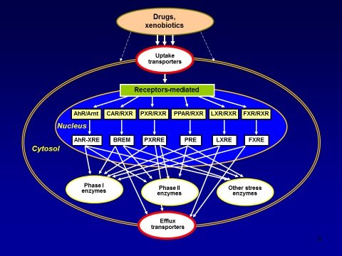 A schematic representation of drugs/chemicals/xenobiotics-induced stress response leading to the activation of specific uptake transporters, receptor-mediated gene expression of phase I and II drug metabolizing enzymes, other stress enzymes, and efflux transporters.