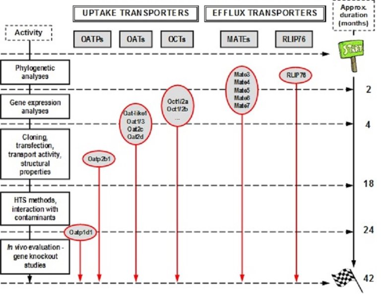 Methodological scheme of the project, with indications of the critical time-points in relation to the present state of our research on target classes of transporters, and the proposed research plan.