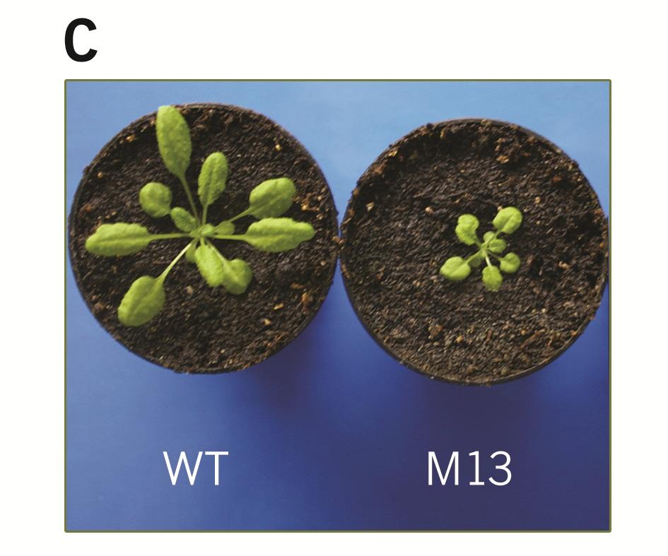 fig3_C