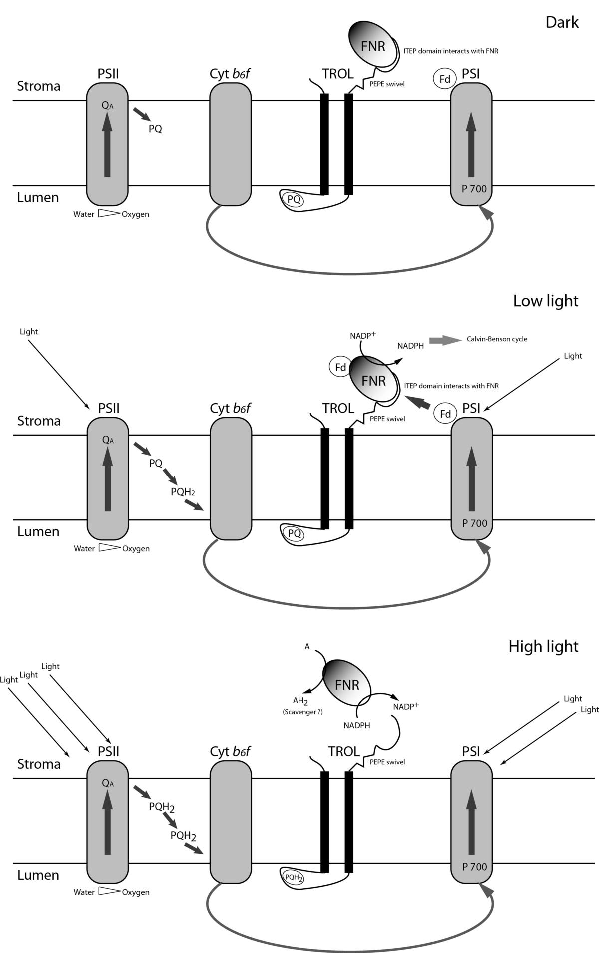 TROL scheme