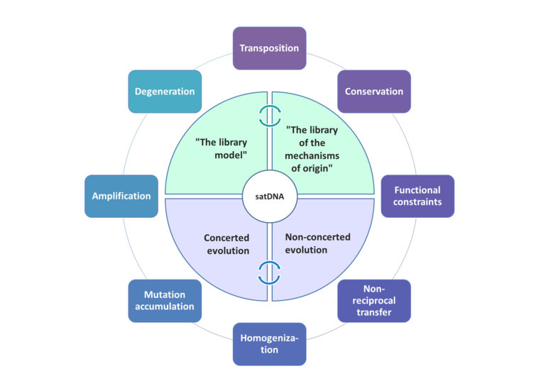 Schematic presentation of different mechanisms and major principles governing/influencing satDNA evolution.(click for larger image)