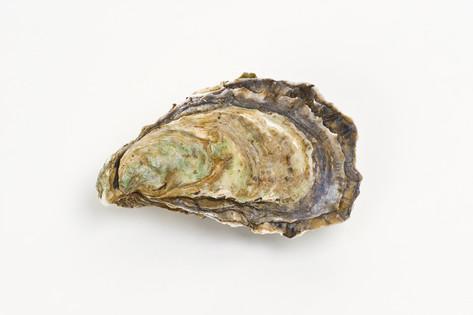 david-nunuk-pacific-oyster